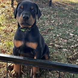Raven - Black and rust female Doberman Pinscher puppy in Lynn, Michigan from Creekside Dobermans