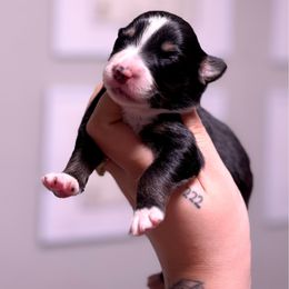 Sarabi - Black tri-color female Australian Shepherd puppy in Orlando, Florida from Skaky Shepherds