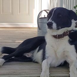 Border Collies from MACs Border Collies