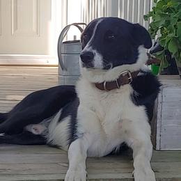 Border Collies from MACs Border Collies