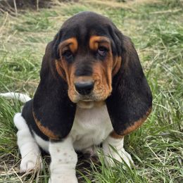 Basset Hound Puppies from Montana Bassets