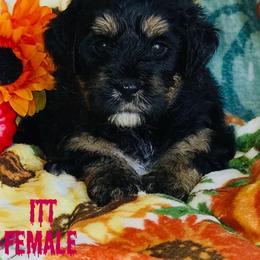 Itt - Tri-color female Bernedoodle puppy in Beecher, Illinois from Erica’s Doodles