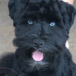 Legend - Miniature Schnauzer