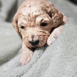 Zippy - Apricot female Goldendoodle puppy in Harris County, Texas from Cute & Curly Doodles