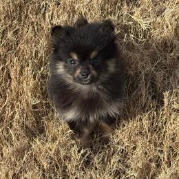 Anakoa - Black and tan female Companion Cross puppy in Willow Spring, North Carolina from GTBBF Pomeranians