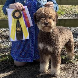 Ch Pinnacle Emilia - Lagotto Romagnolo