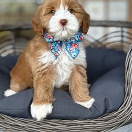 Tiki - Caramel female Australian Labradoodle puppy in Clarksville, Tennessee from Fairytale Lane Australian Labradoodles