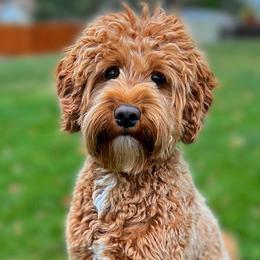 Bachelor - Australian Labradoodle