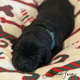 Teal Girl - Black female Labrador Retriever puppy in Colorado from Albrecht Farms Labrador Retrievers