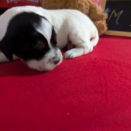 Boy 2 - Blue belton and tan (tri-color) male English Setter puppy in Holly, Michigan from Roos Farms English Setters