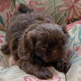 Mint boy - Liver male Shih Tzu puppy in Berkeley Springs, West Virginia from Sandridge Shih Tzus