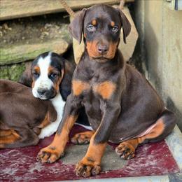 Envy - Red and rust female Doberman Pinscher puppy in Lebanon, Ohio from Lady Mae Bassets & Doberman