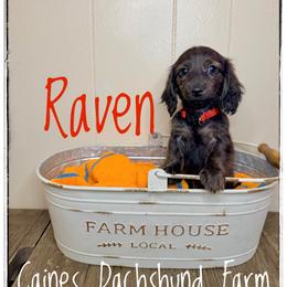 Raven - Brindle female Dachshund puppy in Cincinnati, Ohio from Caines Dachshund Farm