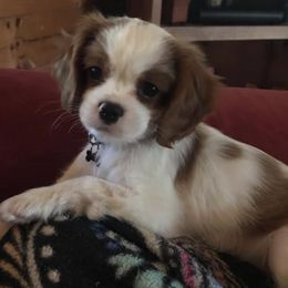 Cavalier King Charles Spaniels and Cavapoos from Monica's Cavalier King Charles Spaniels