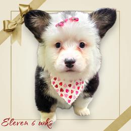 Eleven - Black and white female American Corgi puppy in Mansfield, Ohio from Moonrise corgis