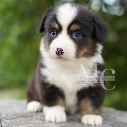Silk (Fluff w Tail) - Black and tan female American Corgi puppy in Straughn, Alabama from Magnolia Creek Corgis