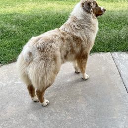 Australian Shepherd All Grown Up from Oak Tree Aussie Farms