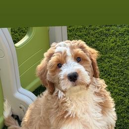 Cosmo - Red male Bernedoodle puppy in Salem, Utah from Doodle Doodle Dogs