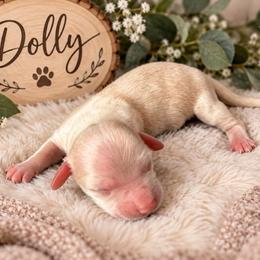 Dolly - Cream female Dachshund puppy in Central Point, Oregon from Chamberlains Doxie