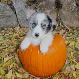 Clank (2200) - White merle male American Corgi puppy in Valley, Washington from Corgis of the Mountain Valley
