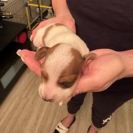 Boy 1 - Piebald male Dachshund puppy in Phoenix, Arizona from Jennifer's Guardian Doxies