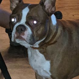 Boston Terriers and Companion Crosses from McCluskey Pups