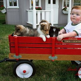 Shetland Sheepdog Puppies from Jo-C's Shelties