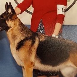 German Shepherds and Siberian Huskies from WyndGlo Kennels