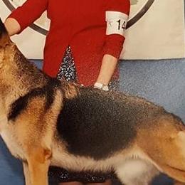 German Shepherds and Siberian Huskies from WyndGlo Kennels