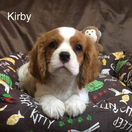 Cavalier King Charles Spaniel Puppies from Hungarian Cavaliers of Nashville