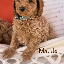 Ms. Jo - Red  female Goldendoodle puppy in Sacramento, California from Dandy Doodles Goldendoodles