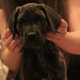 Great Dane Puppies from Tom's Great Danes