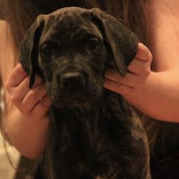 Great Dane Puppies from Tom's Great Danes