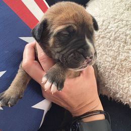 Devin Orange Collar - Irish marked male Boerboel puppy in Florida from CLAD Guard Boerboels