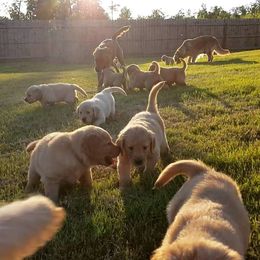 Golden Retriever Puppies from Arkansas River Golden Retrievers