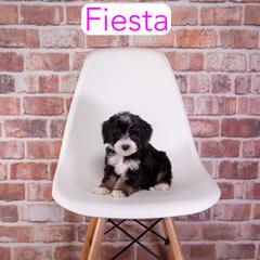 Fiesta - Black tri-color female Assorted Doodle Crosses puppy in Calhoun, Georgia from Happy Top Doodles