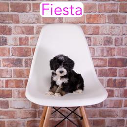 Fiesta - Black tri-color female Assorted Doodle Crosses puppy in Calhoun, Georgia from Happy Top Doodles