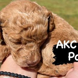 Poodles from Ol North State Kennels