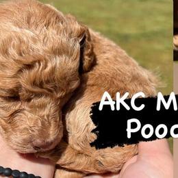Poodles from Ol North State Kennels
