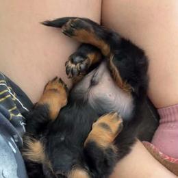 Dachshund Puppies from Champion Dachshunds