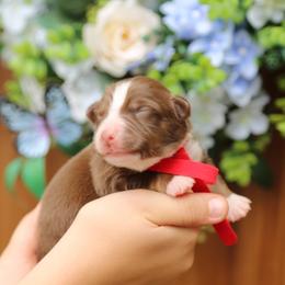 Annie - Red tri-color female Australian Shepherd puppy in Turlock, California from HCA Aussies