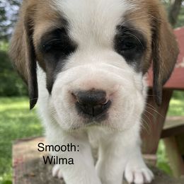 Saint Bernard Puppies from Mount Krumpit Saints