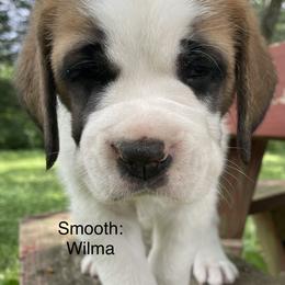 Saint Bernard Puppies from Mount Krumpit Saints