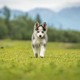 Pomsky Puppies from Pioneer Peak Pomskies