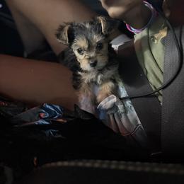 Dayah - Black and tan female Yorkshire Terrier puppy in Navarre, Florida from KAYY services
