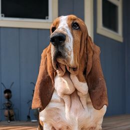 Minka - Basset Hound