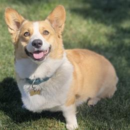 Pembroke Welsh Corgis from Rafter A Corgis