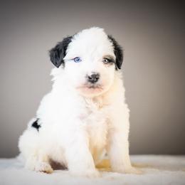 Snoopy - Black and white male Schnoodle puppy in Caldwell, Idaho from Boise Doodle Co.