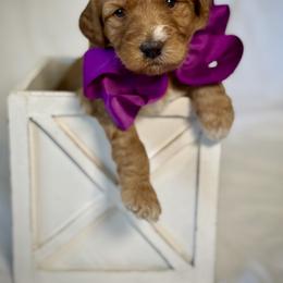 Miss Purple - Red female Australian Labradoodle puppy in Wake Forest, North Carolina from Lucky Country Labradoodles