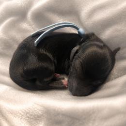 Halo - Black male Dachshund puppy in Lubbock, Texas from Wagging Tails
